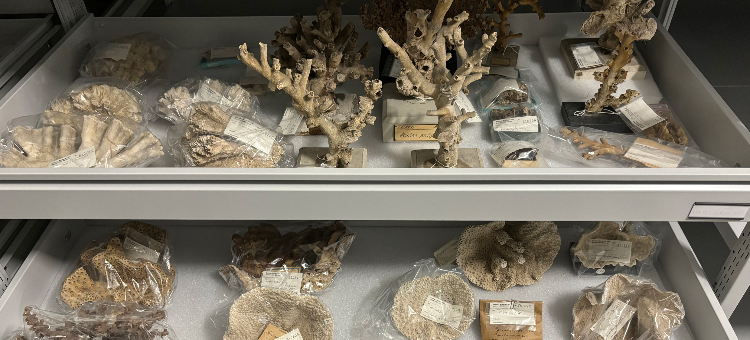 Sammlung Korallen