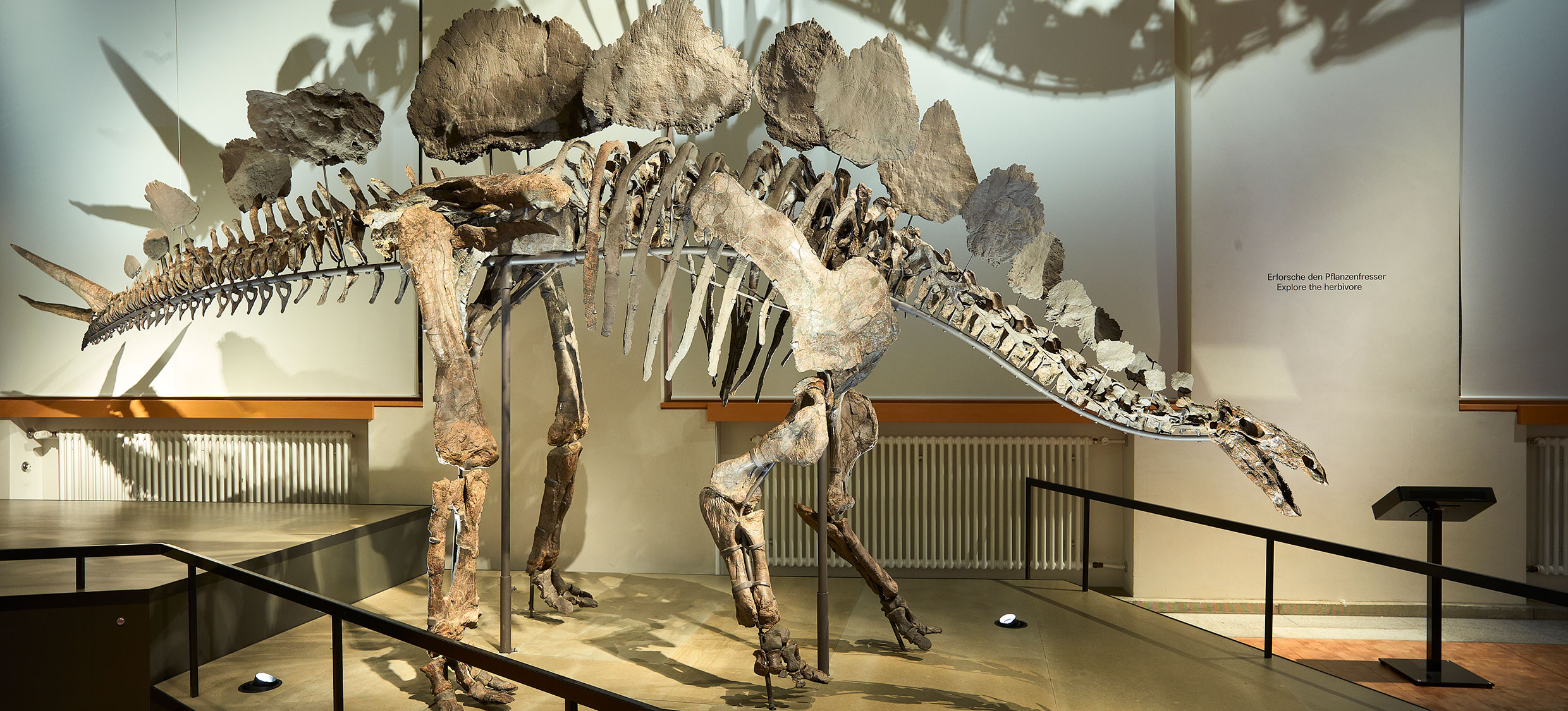 Dinosaurier Victoria II