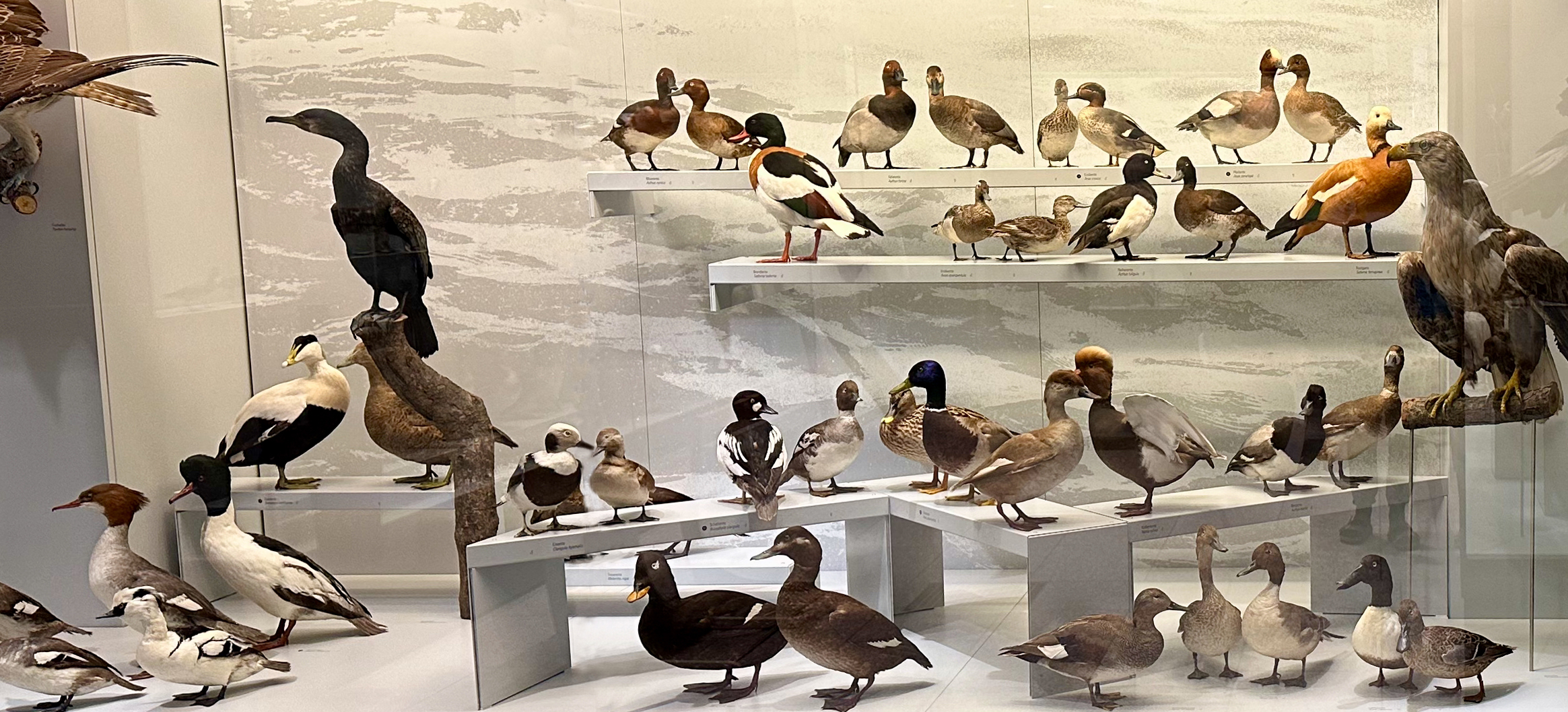 Aktuell Einheimische Tiere