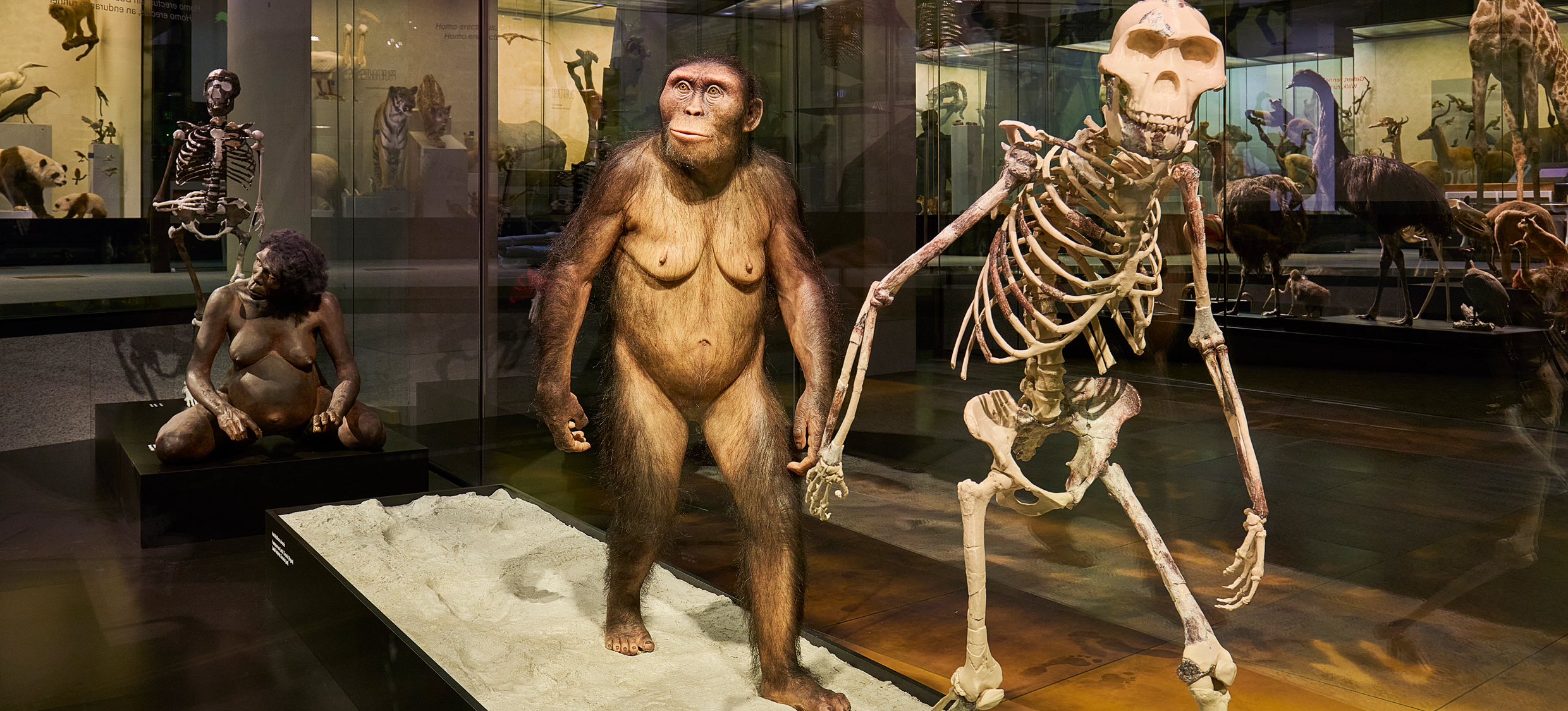 Aktuell Zweibeinigkeit