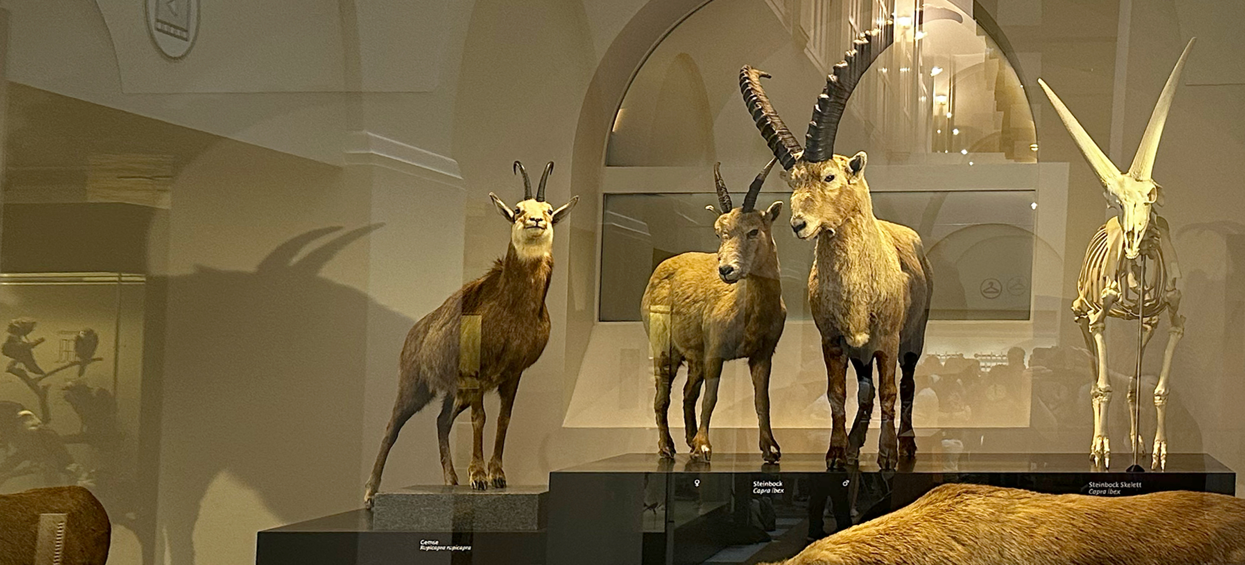 2025-10 Gwunder-Chaschte Steinboecke