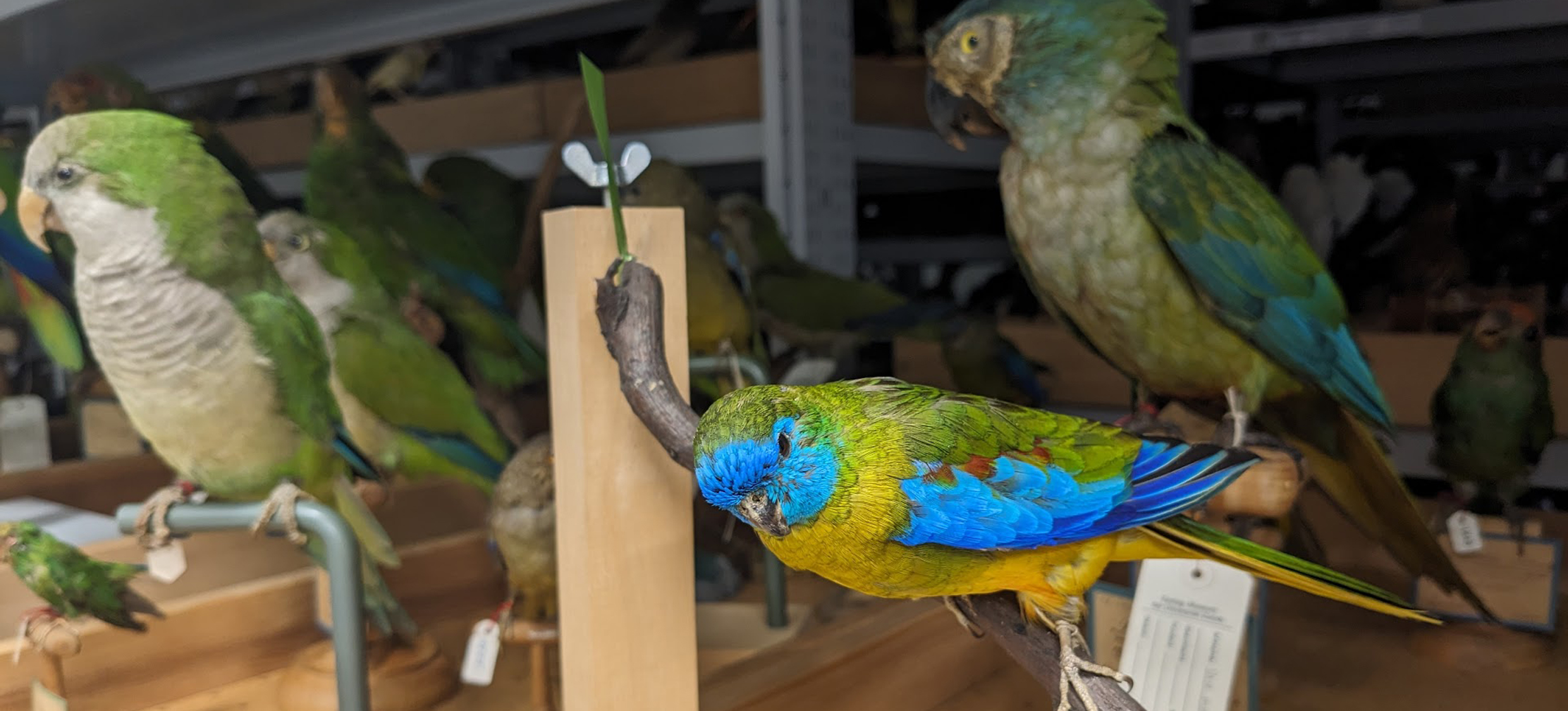 Sammlung Vögel