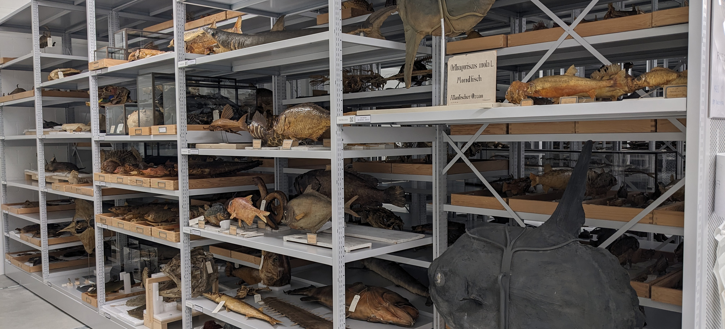 Sammlung Fische