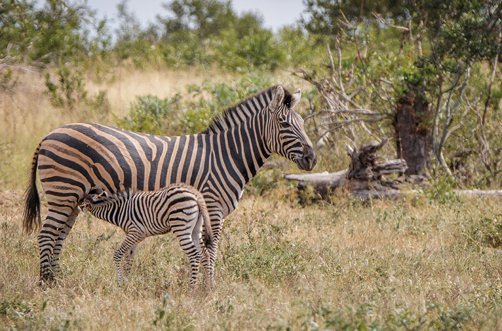 Milch Zebra